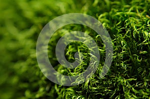Green moss macro with shallow depth of field