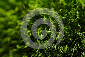 Green moss macro with shallow depth of field