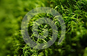 Green moss macro with shallow depth of field