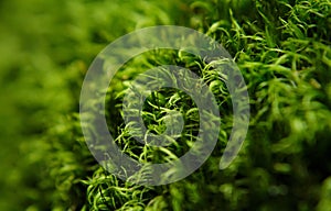 Green moss macro with shallow depth of field