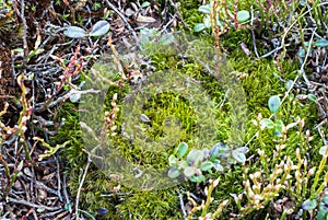 Green moss. Mountain vegetation. Mountain meadow. Wild plants closeup.