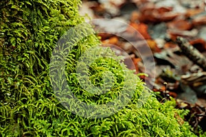 Green moss nature macro background