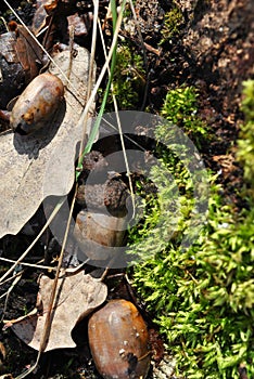 Green moss, oak leaves, last years acorns, grass, close up detail