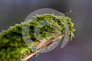 Green moss on an old branch in the woods.