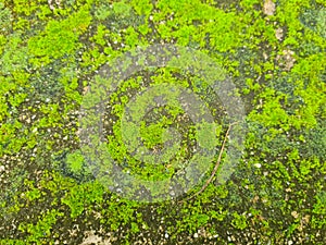 Green moss on old concrete floor texture background