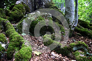 Green moss on the old long roots of a beech tree and on the rocks among the fallen leaves