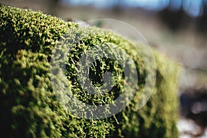 Green moss on old stump in sunny spring woods. Hello spring. Selective focus. Space for text. Save forest environment concept