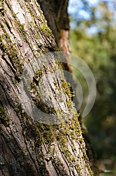 Green moss on the old tree`s bark. Russian forest