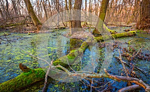 Green moss on old woods in Swamp