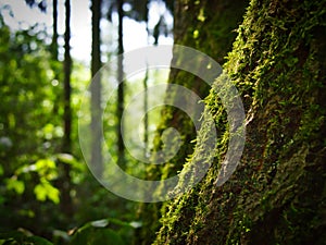 Green moss over a trees bark with blurry forest