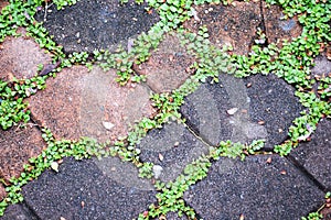 Green moss on paving bricks stone footpath texture background