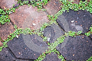 Green moss on paving bricks stone footpath texture background