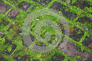 Green moss on paving stones