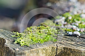 Green moss with pieces of ice and stones on an old wooden stump. Soft focus