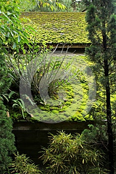 Green moss and plant are covered on the roof.