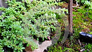 Green Moss on Plant Pot