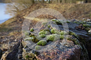 Moss on stones in close-up