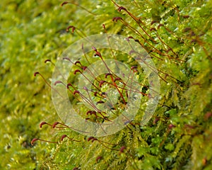 green moss with red sporophytes in a Belgian forest photo