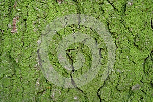 Green moss on rind of tree