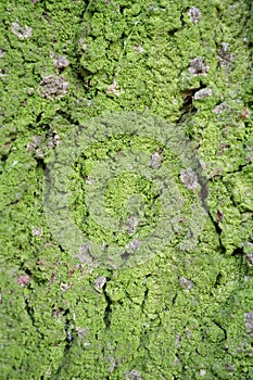 Green moss on rind of tree