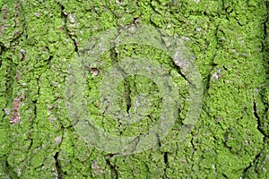 Green moss on rind of tree