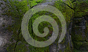 Green moss on rock