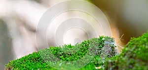 Green moss on a rock close-up