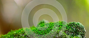Green moss on a rock close-up