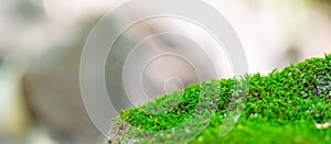 Green moss on a rock close-up