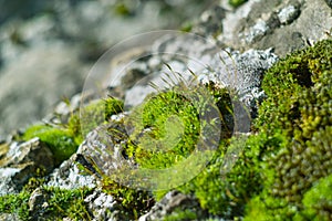 Green moss on rock close up
