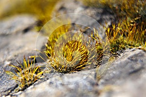 Green moss on rock stone. Macro photo.