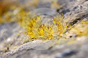 Green moss on rock stone. Macro photo.