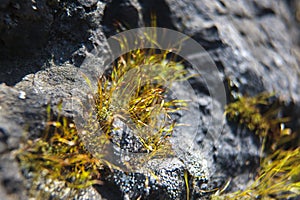 Green moss on rock stone. Macro photo.