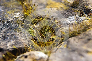 Green moss on rock stone. Macro photo.