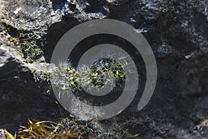 Green moss on rock stone. Macro photo.