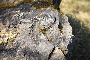 Green moss on rock stone. Macro photo.