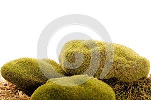 green moss rock vegetation