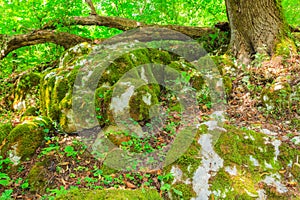 Green moss on the rocks