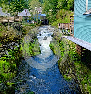 Green Moss on Rocks in Ketchikan