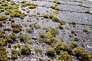 Green moss on a roof slates.