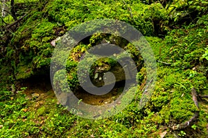 Green moss, roots and rocks