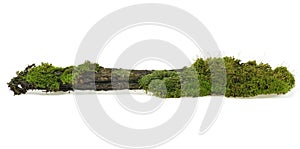 Green moss on rotten branch, white background