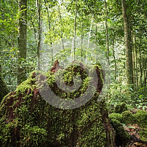 Green moss on the rotten wooden