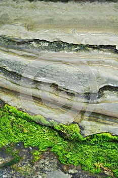 Green Moss San Diego La Jolla Rocky Coast