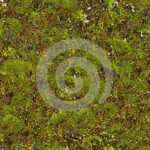 Moss Seamless Texture.