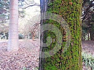 Green moss on side of a tree in a park