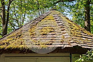 Green moss a slate roof