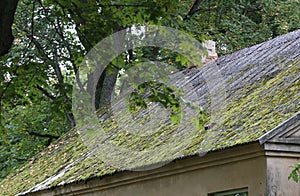 Green moss on slate roof tiles