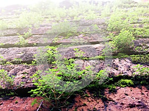 Green Moss and small trees grow up on Old red brick wall