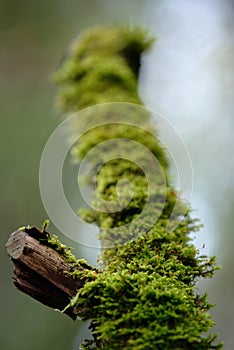 Green moss on the snag